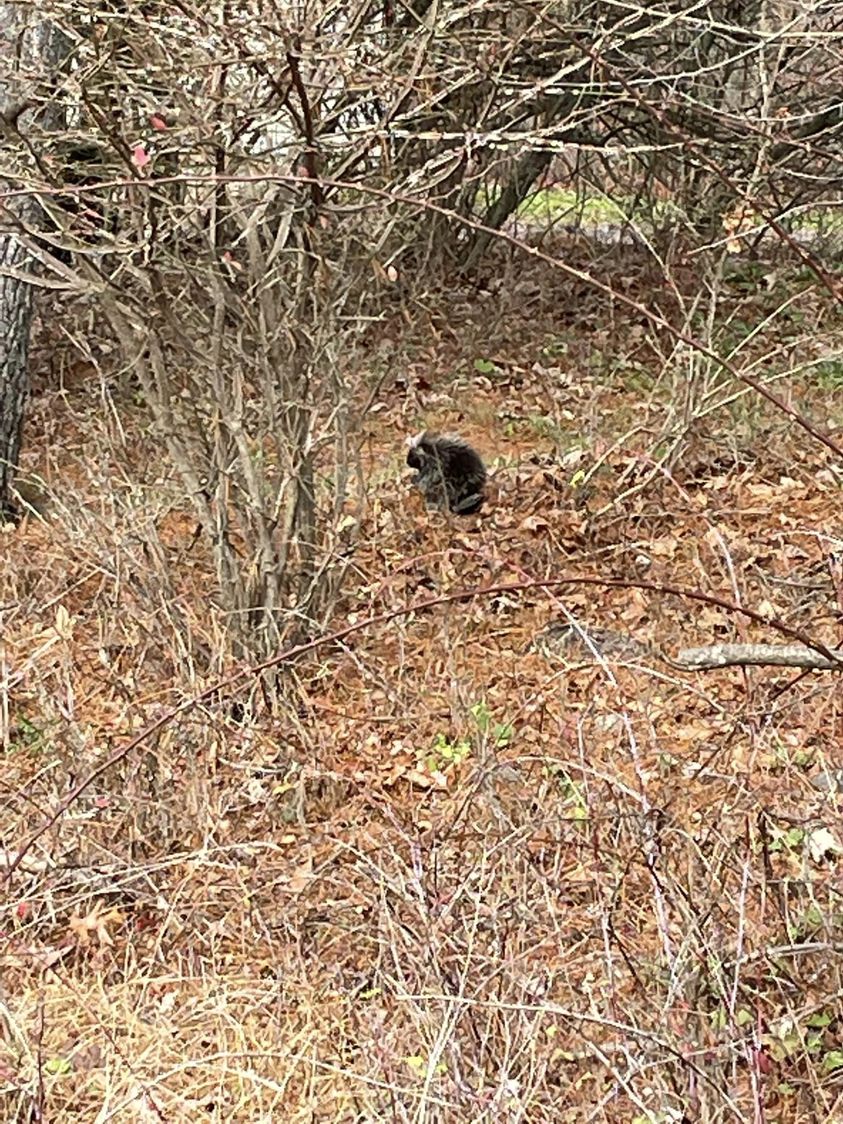Spotted a porcupine in PA!